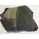 Tichavekia cf. grandis